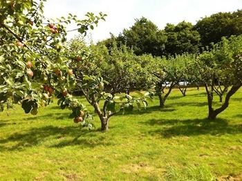 Cider Cottages Burley Exteriér fotografie